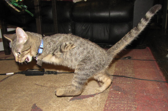 Raising Mercury, Kitten Raising Mercury, Kitten